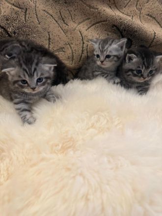 Wunderschöne BKH Kitten in Whiskas-Look mit Stammbaum aus seriöse Hobbyzucht