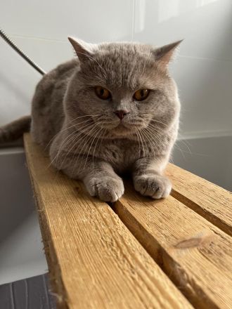 Wunderschöne BKH Kitten in Whiskas-Look mit Stammbaum aus seriöse Hobbyzucht