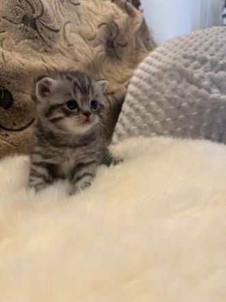 Wunderschöne BKH Kitten in Whiskas-Look mit Stammbaum aus seriöse Hobbyzucht