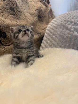 Wunderschöne BKH Kitten in Whiskas-Look mit Stammbaum aus seriöse Hobbyzucht