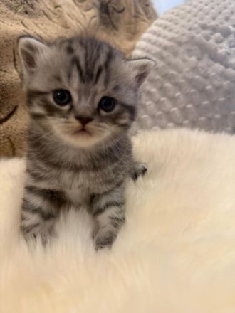 Wunderschöne BKH Kitten in Whiskas-Look mit Stammbaum aus seriöse Hobbyzucht