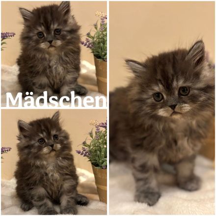 Perser Kitten mit Nase
