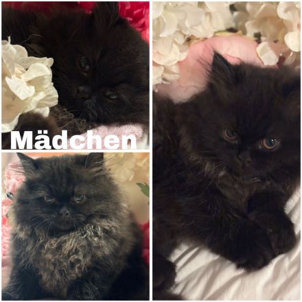 Perser Kitten suchen absofort ein neues Zuhause