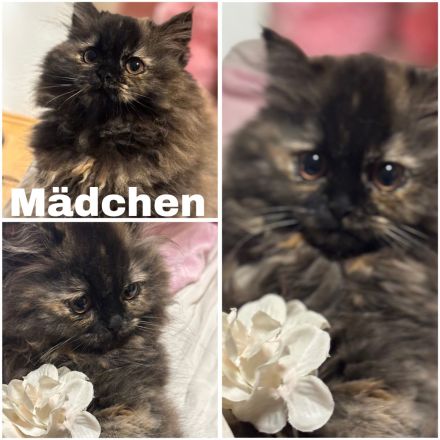 Perser Kitten suchen absofort ein neues Zuhause