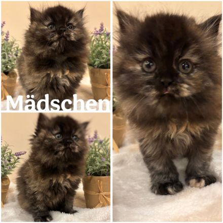 Perser Kitten mit Nase