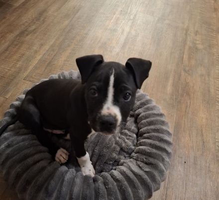 American staffordshire rüde