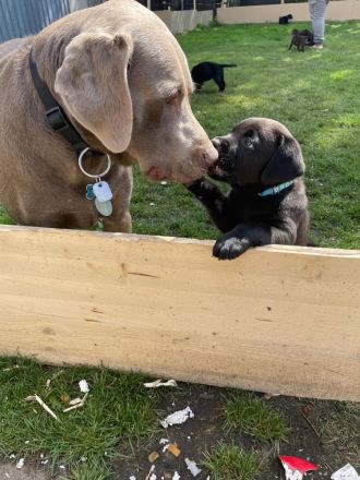 Labrador Welpen