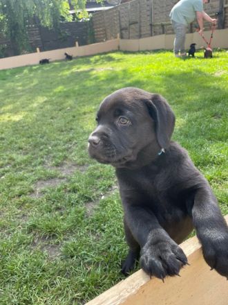 Labrador Welpen