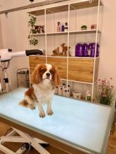 Wurfankündigung - Cavalier King Charles Spaniel Welpen