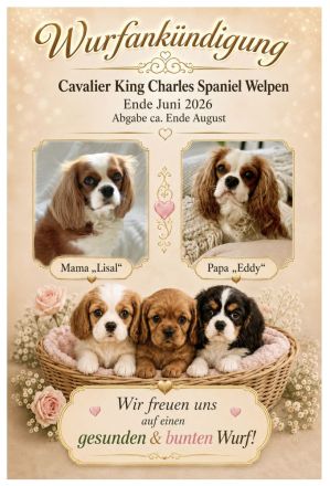 Wurfankündigung - Cavalier King Charles Spaniel Welpen