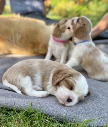 Cavalier King Charles WELPE - Rüde