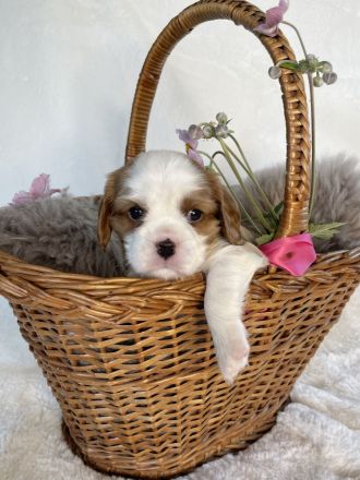 Cavalier King Charles WELPE - Rüde