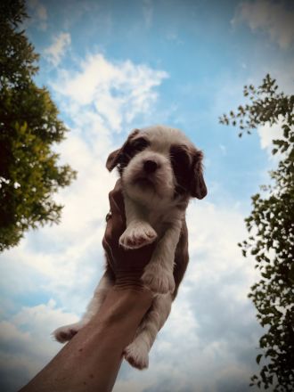Cavalier King Charles WELPE - Rüde