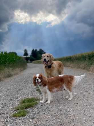 Wurfankündigung - Cavalier King Charles Spaniel Welpen