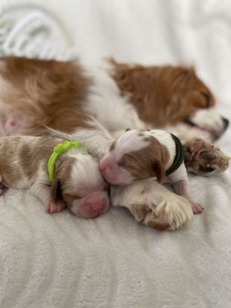 Cavalier King Charles WELPEN - Blenheim