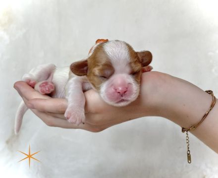 Cavalier King Charles WELPE - Rüde