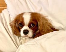 Wurfankündigung - Cavalier King Charles Spaniel Welpen
