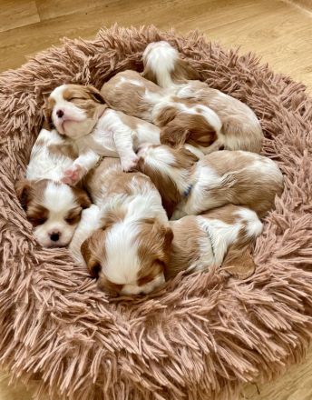 Cavalier King Charles WELPE - Rüde
