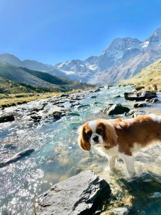 Wurfankündigung - Cavalier King Charles Spaniel Welpen