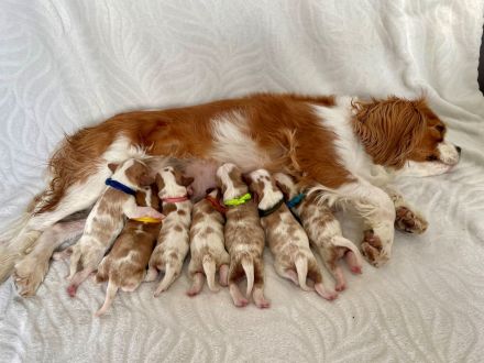 Cavalier King Charles WELPEN - Blenheim
