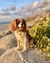 Wurfankündigung - Cavalier King Charles Spaniel Welpen
