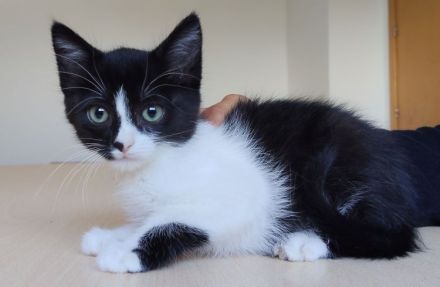 Zwei Kitten suchen eine liebe Familie: Astra und Nova