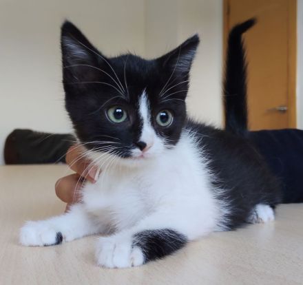 Zwei Kitten suchen eine liebe Familie: Astra und Nova