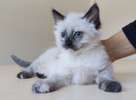 Zwei Kitten suchen eine liebe Familie: Astra und Nova