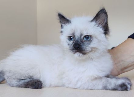 Zwei Kitten suchen eine liebe Familie: Astra und Nova