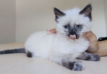 Zwei Kitten suchen eine liebe Familie: Astra und Nova