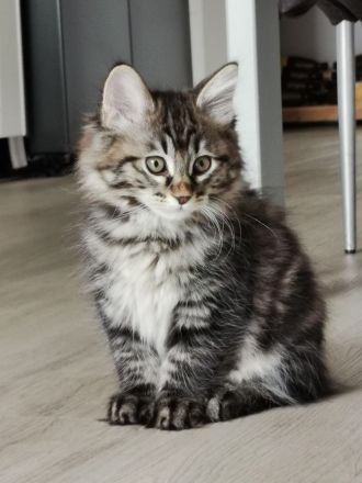 Kurilian Bobtail