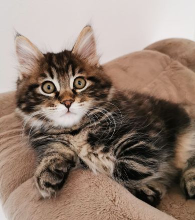 Kurilian Bobtail
