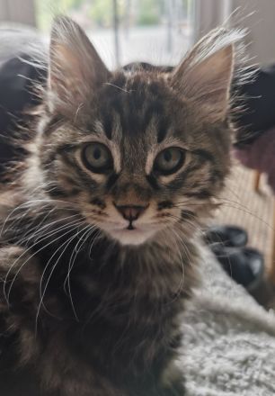 Kurilian Bobtail