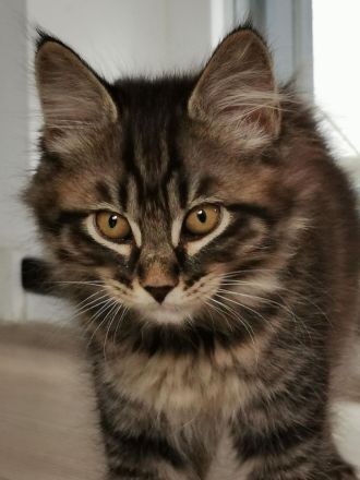 Kurilian Bobtail