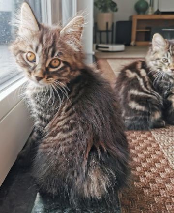 Kurilian Bobtail