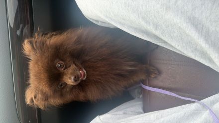 Pomeranian Rüde in wunderschöner Schokoladenfarbe sucht liebevolles Zuhause 🐾