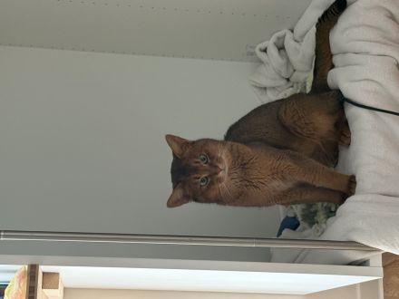 Zwei Abessinier Katzen (ohne Stammbaum)