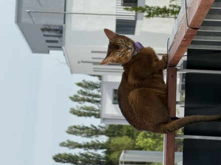 Zwei Abessinier Katzen (ohne Stammbaum)