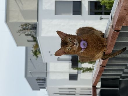 Zwei Abessinier Katzen (ohne Stammbaum)