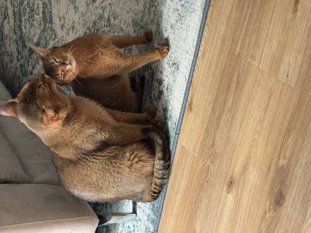 Zwei Abessinier Katzen (ohne Stammbaum)
