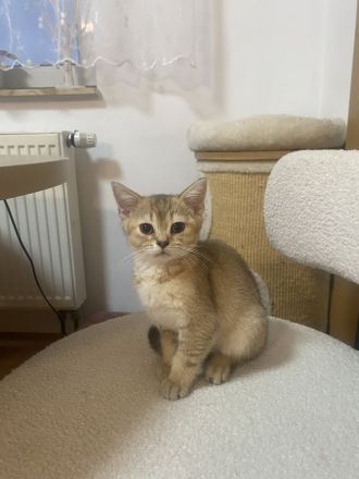 Britische kurzhaar Kitten