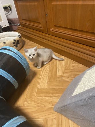 Britische kurzhaar Kitten