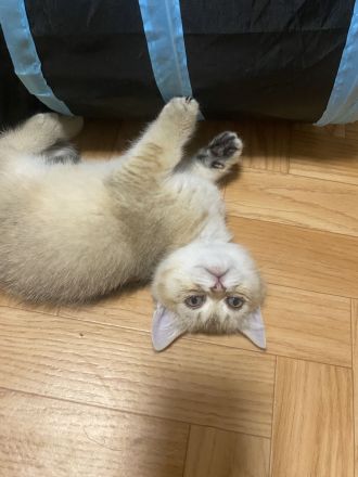 Britische kurzhaar Kitten