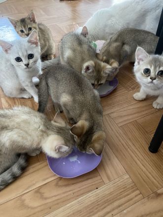 Britische kurzhaar Kitten