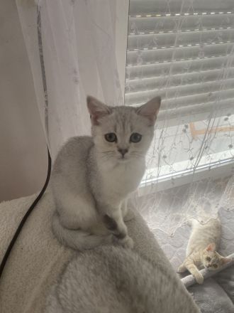 Britische kurzhaar Kitten