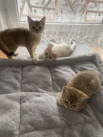 Britische kurzhaar Kitten