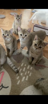 Britische kurzhaar Kitten