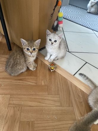 Britische kurzhaar Kitten