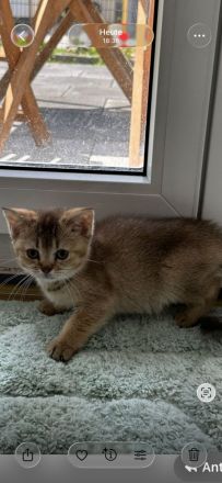 Britische kurzhaar Kitten