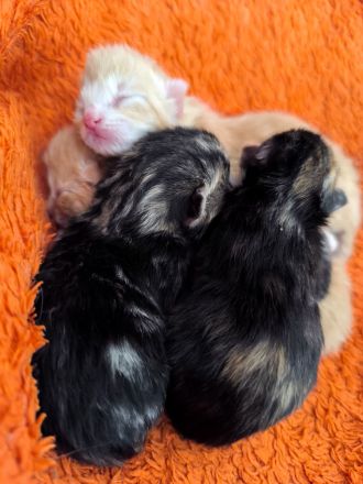 Katzenbabys zu verkaufen